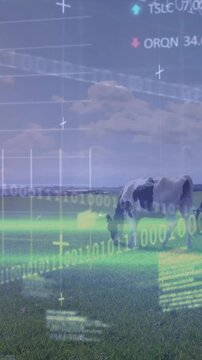 Animation of financial data processing over cows in field