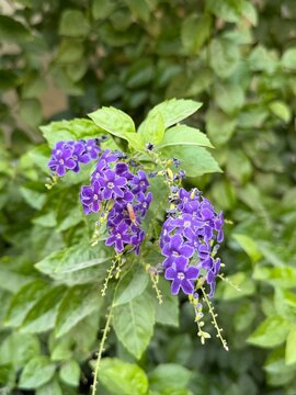 Vibrant purple Duranta erecta flowers blooming against green foliage