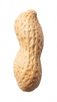 Single Whole Peanut in Shell