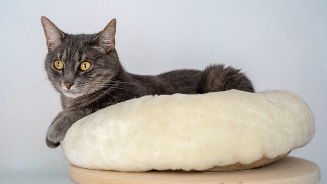 Graue getigerte Katze mit leuchtend gelben Augen, die entspannt auf einem runden, flauschigen Tierbett liegt, das auf einem Holzhocker steht