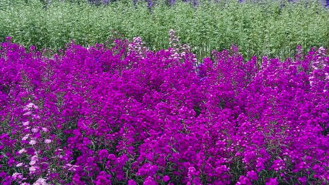 field of purple Aster flowers