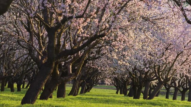 Stunning almond trees in full bloom during beautiful spring sunset light.