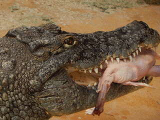 Fototapeta premium Crocodile mangeant un poulet, gros plan sur un reptile en pleine alimentation
