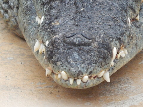 Gros plan sur le museau et les dents d&rsquo;un crocodile