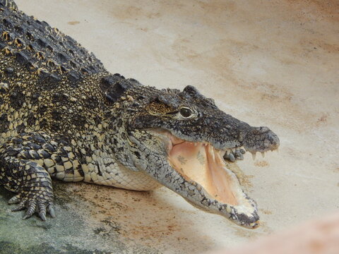 Crocodile gueule grande ouverte montrant ses dents en gros plan
