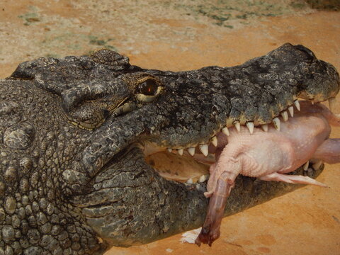 Crocodile mangeant un poulet, gros plan sur un reptile en pleine alimentation