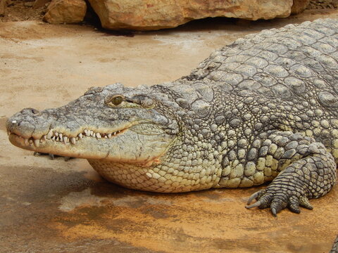Crocodile au repos, gros plan sur la t&ecirc;te et les &eacute;cailles
