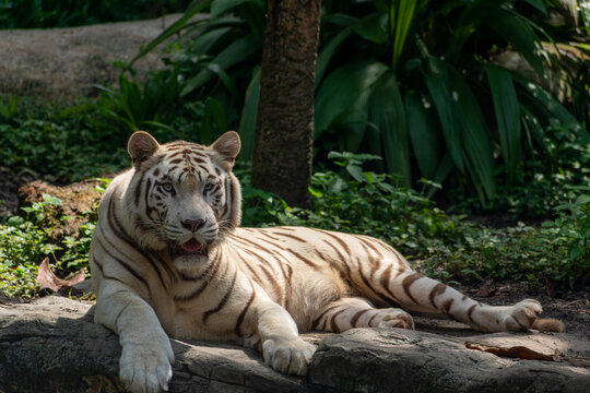 White Tiger (Panthera tigris) resting on a rock under a tree