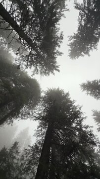 Low angle vertical view looking up at majestic pine trees in a mystical foggy mountain forest, moody misty atmosphere and natural wilderness background. 4K vertical video.