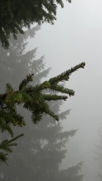 Close-up of wet pine tree branches covered in raindrops with mysterious dense fog and mist in a moody mountain spruce forest, atmospheric vertical video. 4K vertical video.