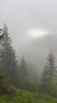 Misty coniferous pine forest on a steep mountain slope covered in dense fog and dramatic clouds with moody daylight in a vertical scenic landscape clip. 4K vertical video.