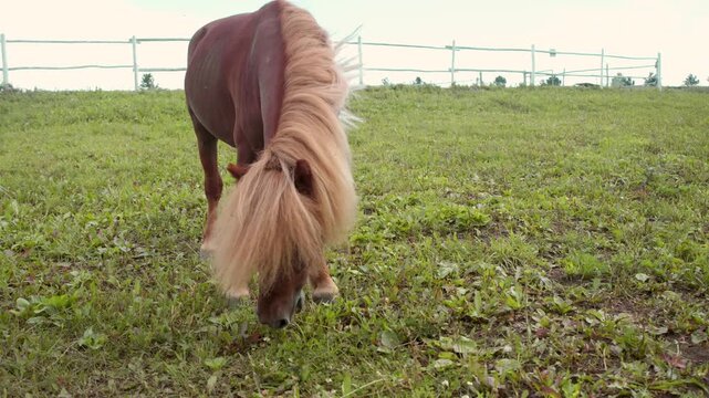 Small brown horse grazes on green grass in a large outdoor paddock. Its shaggy forelock creates a charming and humorous animal portrait.