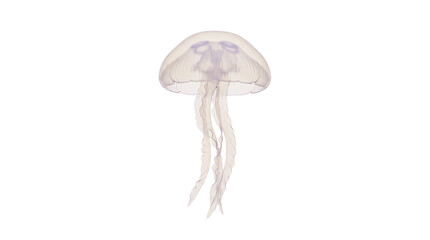 Translucent Jellyfish Isolated Element, Realistic White Marine Animal Cutout PNG Clipart for Ocean Design, Underwater Life Visuals © creativestock