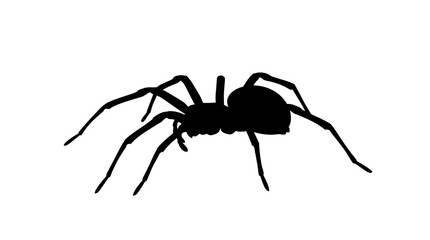 Halloween Scary Black Spider Silhouette, Insect Shadow Graphic, Webbing Animal Vector Shape, Creepy Critter, Arachnid Icon, Arthropod Outline, Halloween Symbol isolated on White Background vector © MdAbdul