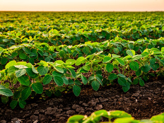 Fototapeta premium Young soybean plants growing in long rows across a vast farm field, capturing the warm glow of the setting sun