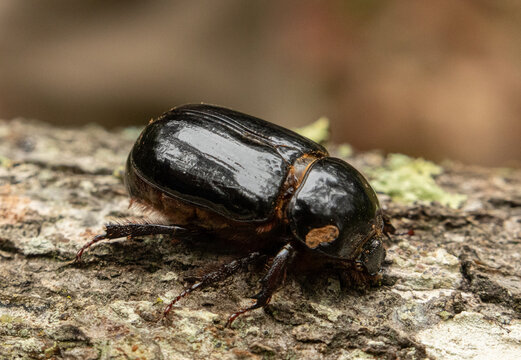 Rhinoceros beetle on a trunk