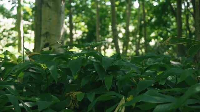 A lush green deciduous forest filled with abundant bamboo grass
