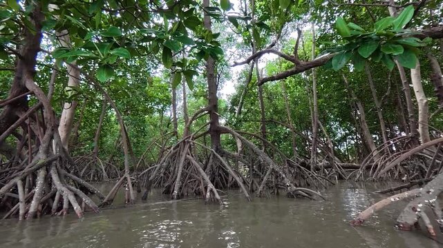 A dense mangrove forest featuring intricate stilt root systems growing in the shallow muddy water of a tropical coastal ecosystem.