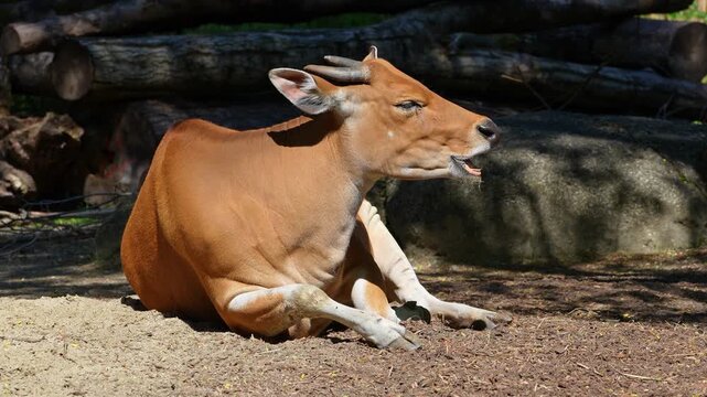 Banteng, Bos javanicus or Red Bull. It is a type of wild cattle But there are key characteristics that are different from cattle and bison: a white band bottom in both males and females.