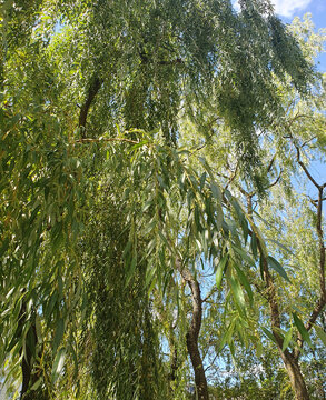 Weeping willow branches with lush green leaves gently fall against a clear blue sky and tree trunks on a sunny day