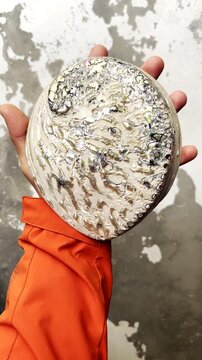 Iridescent polished trophy abalone shell held in hand, top vertical view