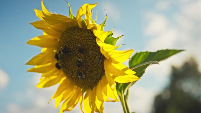 Close-up of a sunflower with seeds and yellow petals - bumblebees collecting nectar are visible on the center. Bright sunlight illuminates the frame. Concept of pollination and ecology