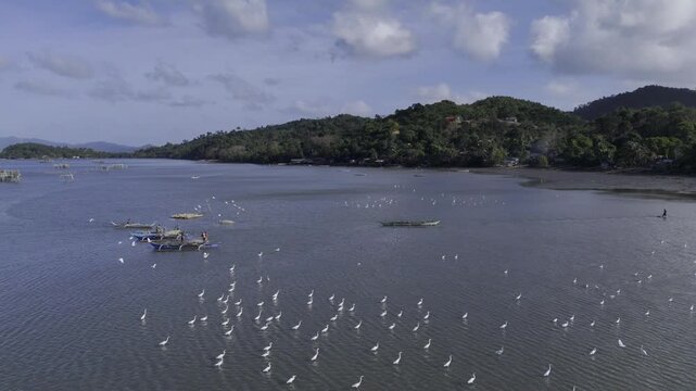 Aerial drone view of Egrets feeding beside fishermen cleaning nets at Inner Malampaya Sound, Taytay