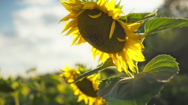 Close-up of a yellow sunflower with seeds and petals against bright sunlight. Detailed texture of the center creates a rich background. Concept of oilseed crops and summer