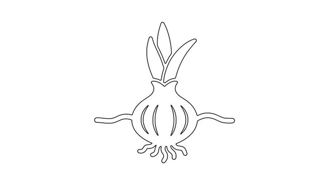 Spring onion bulb with leaves icon animation