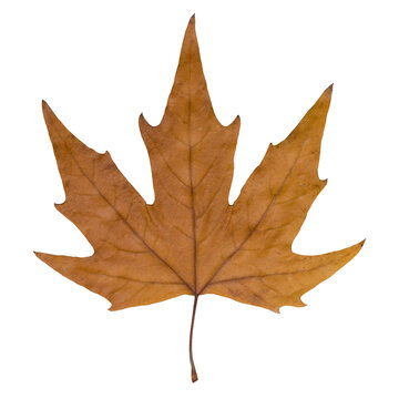 Dry autumn plane tree leaf isolated on white background. Sycamore leaf macro flat lay close up