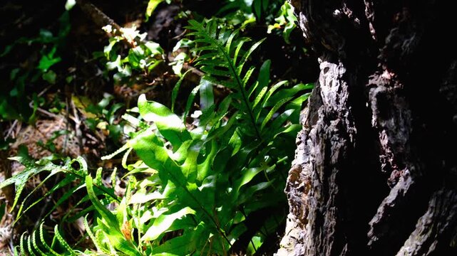 Closeup green fern in sunlight moving in light windy breeze in forest in New Zealand Aotearoa