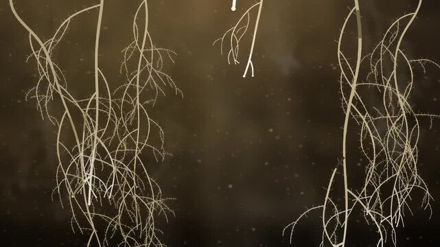Plant roots branching and spreading downward through dark soil underground seamless loop in deep loam tones