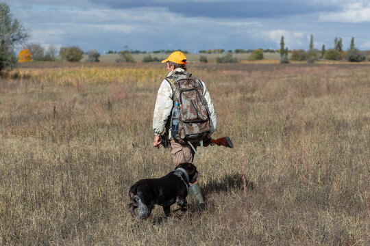 A hunter with a gun and his pet dogs. A spaniel and a german wirehaired pointer drathaar in search of a pheasant.