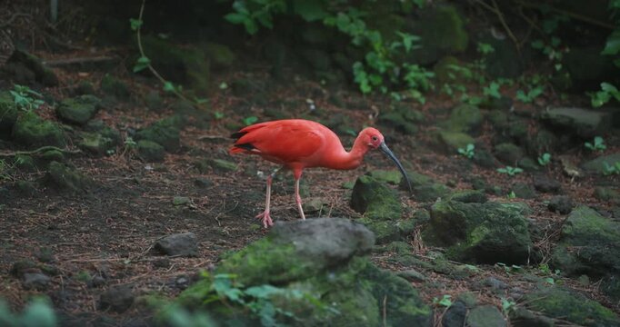 Bright scarlet ibis walks and forages on rocky forest floor probing ground with long curved beak among mossy stones