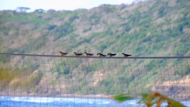 Row of Pacific swallow birds perched on volleyball net line during strong wind on tropical island in Yasawa Islands, Fiji