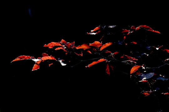 Copper Beech  Twilight.