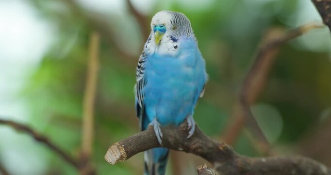 Blue budgerigar parakeet perches on tree branch turning its head curiously against soft green background