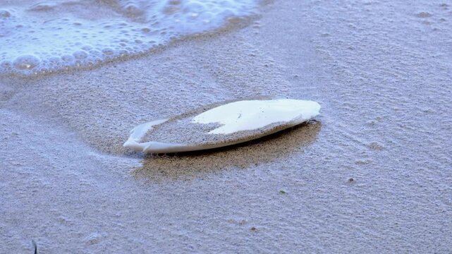 Cuttlebone of cuttlefish marine molluscs on beach from ocean in Yasawa Islands, Fiji