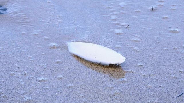 Cuttlebone of cuttlefish marine molluscs washing ashore onto beach from ocean in Yasawa Islands, Fiji