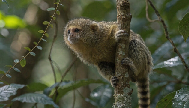Pygmy Marmoset Clinging to Tree Trunk in Amazon Rainforest Habitat