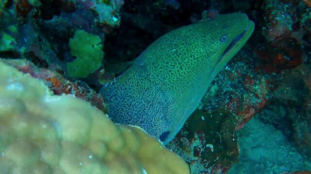  Large moray eel resting in a reef cave, close-up, Las Cabanas, Marsa Alam, Red Sea, Egypt
