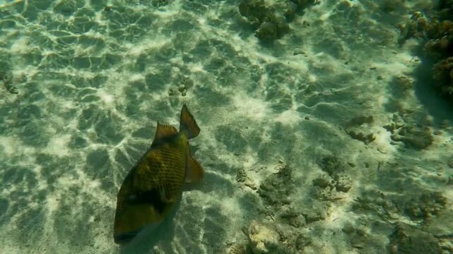 Large titan triggerfish swimming close to coral reef, close-up, Las Cabanas, Marsa Alam, Red Sea, Egypt
