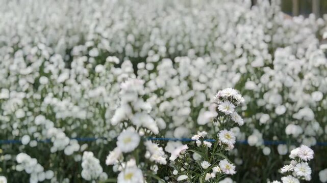 White peacock aster flowers in the wind