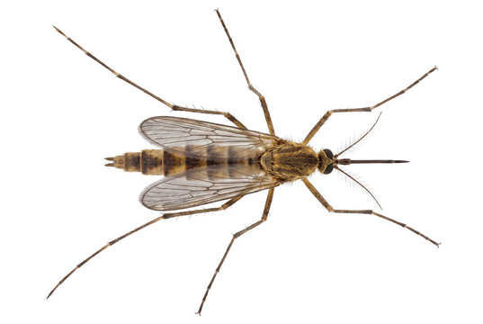 Detailed Macro View of an Adult Mosquito Specimen