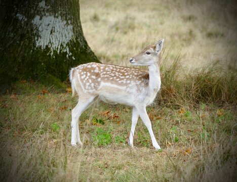 Fallow Deer