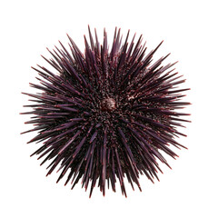 Fototapeta premium Spherical sea urchin shows numerous dark purple spines in underwater scene