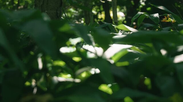 A lush green deciduous forest filled with abundant bamboo grass
