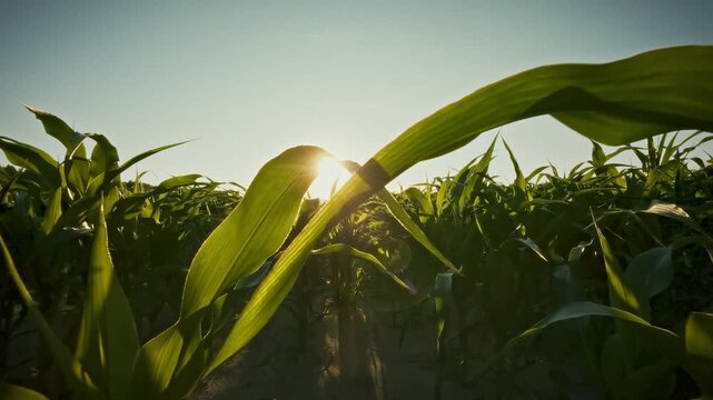 Idea of golden corn stalks shimmering in bright summer light Rows of dense corn leaves and ears extend across an industrial agriculture field as a farmer walks the rows, checking crop health