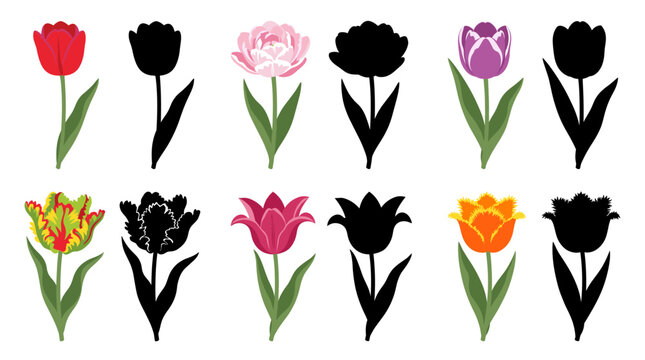 Collection of Tulip Vector Illustrations Featuring Single Early, Double Early, Triumph, Parrot, Lily Flowered and Fringed Tulips Isolated on White Background