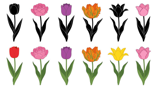 Collection of Tulip Vector Illustrations Featuring Single Early, Double Early, Triumph, Parrot, Lily Flowered and Fringed Tulips Isolated on White Background